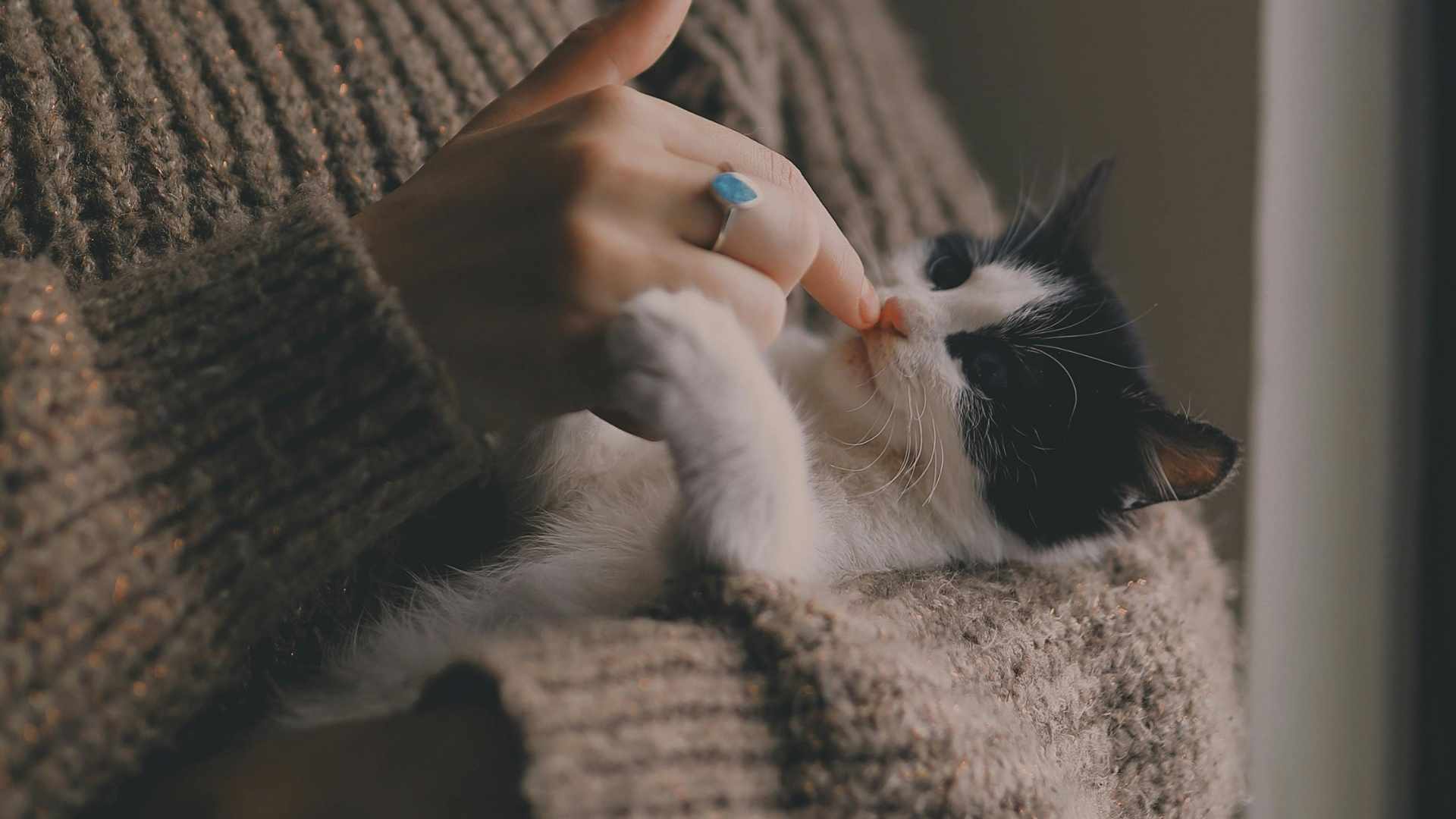 gatito en brazos